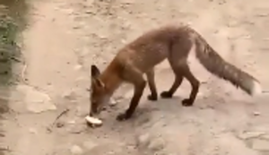 Brot für den Fuchs