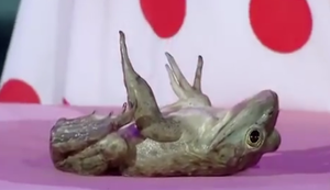 Kleine Chinesin legt alle aufs Kreuz Kleine Chinesin legt alle aufs Kreuz