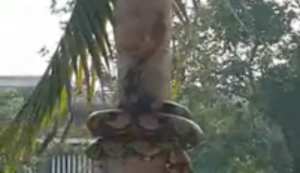 Schlange klettert Baum rauf