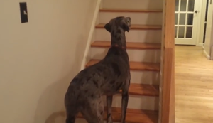 Wer kommt denn da die Treppe runter?