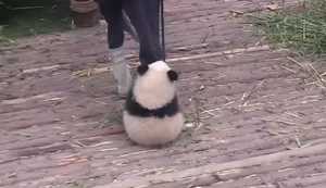 Wenn der Panda kuscheln will
