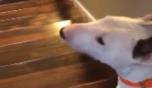 Hund auf der Treppe