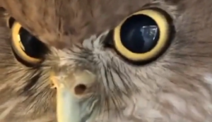 Eule in der Identitätskrise