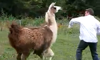 Aufdringliches Lama