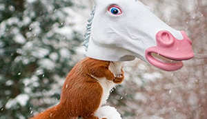 Unicorn Squirrel Feeder