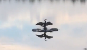 Vogel genießt die Ruhe