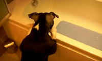 Hund und Katz im Bad