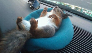 Spassprediger Picdump #036