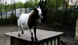 Das Kopfball-Ungeheuer