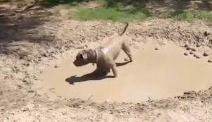 Hund spielt im Schlammloch