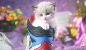 Sneakers und Katzen
