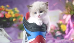 Sneakers und Katzen Sneakers und Katzen