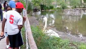 Selfi mit dem Schwan