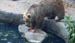 Tierische Rettungsaktion Tierische Rettungsaktion
