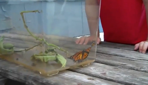 Schmetterling fliegen lassen Schmetterling fliegen lassen