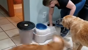 Tierischer Tornado in der Küche