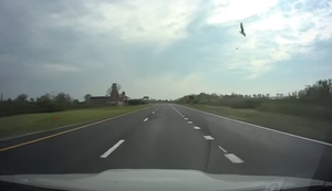 Möwen können richtig fiese Viecher sein