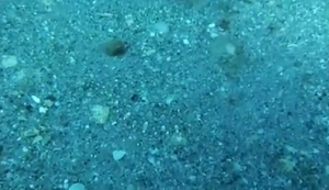 Perfekte Tarnung Perfekte Tarnung