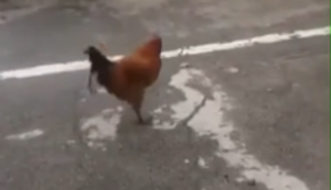 Marschierender Gockel Marschierender Gockel