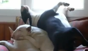 Hund mit komischer Schlafposition Hund mit komischer Schlafposition