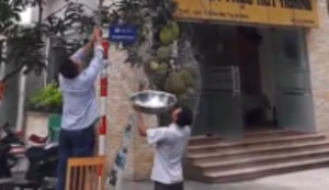 Frucht vom Baum holen