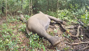 Elefant erwacht aus Narkose