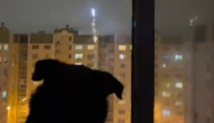 Hund liebt Feuerwerk