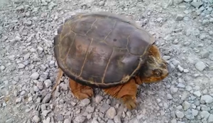 Ärgere niemals eine Schildkröte