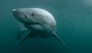 Unheimliche Begegnung unter Wasser Unheimliche Begegnung unter Wasser