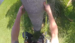 Von der Palme gewedelt