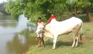 Eleganter Kuh-Köpper