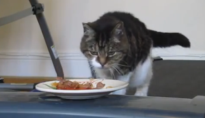 Eine Katze auf dem Weg zum Futter