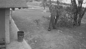 Elefant mag keinen Müll in seinem Gehege