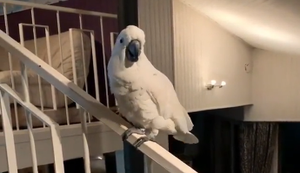 Kakadu rutscht zum kacken Kakadu rutscht zum kacken