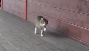 Die Katze wäre lieber ein Pferd Die Katze wäre lieber ein Pferd