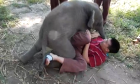 Babyelefant auf Schmusekurs