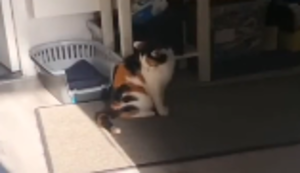 Breakdance-Katze