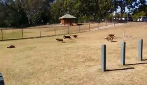 Wie man Hunde beschäftigt Wie man Hunde beschäftigt